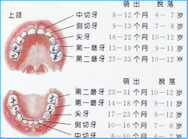 8岁的时候侧面的磨牙会掉落