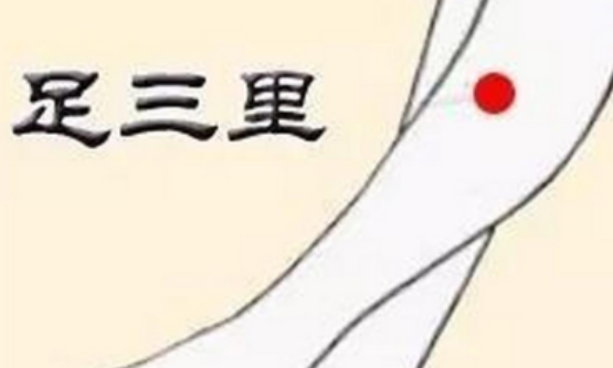 足三里穴位于小腿的外侧