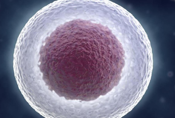 选择5个二级胚胎进行养囊一般能成几个？