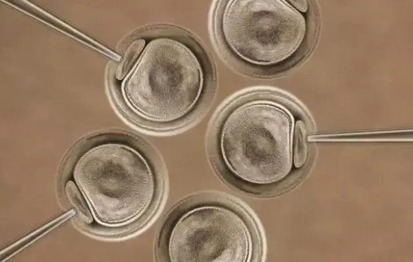4bb级别的囊胚处于4期质量还可以