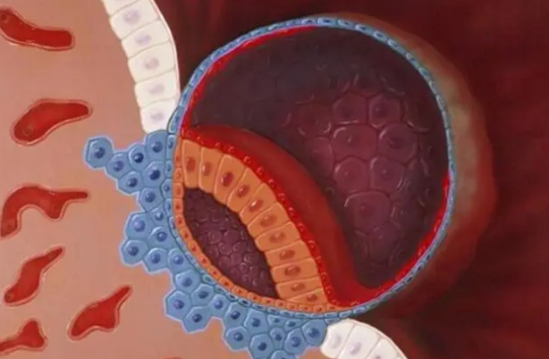 移植第8天胎盘逐渐形成