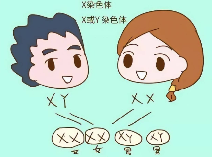 XY染色体相遇会发育成男宝