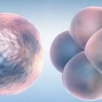 3代试管胚胎级别对照表分享，一级胚胎质量较为优质